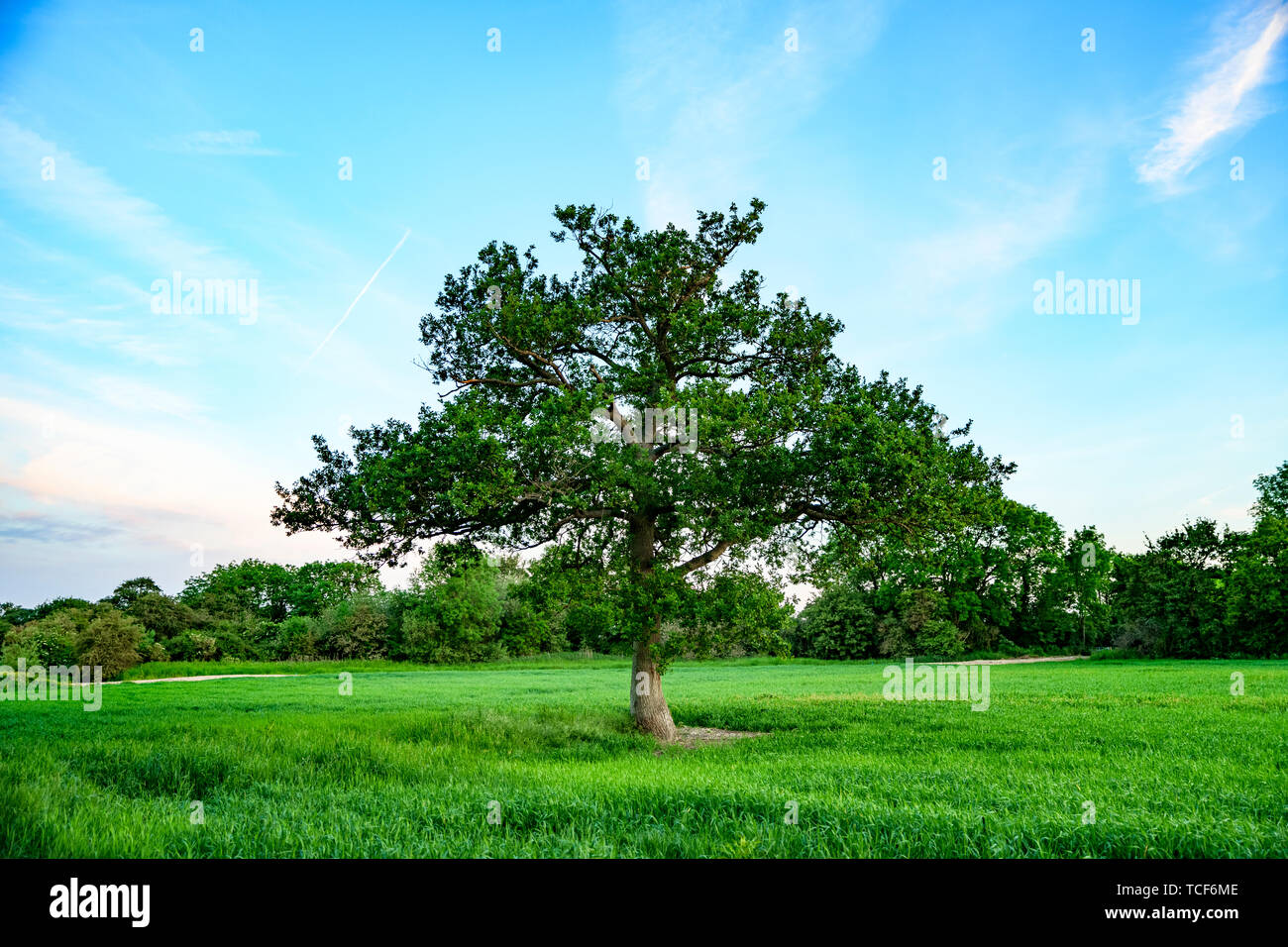Old Oak tree growing in a green wheat field. UK agricultural background ...