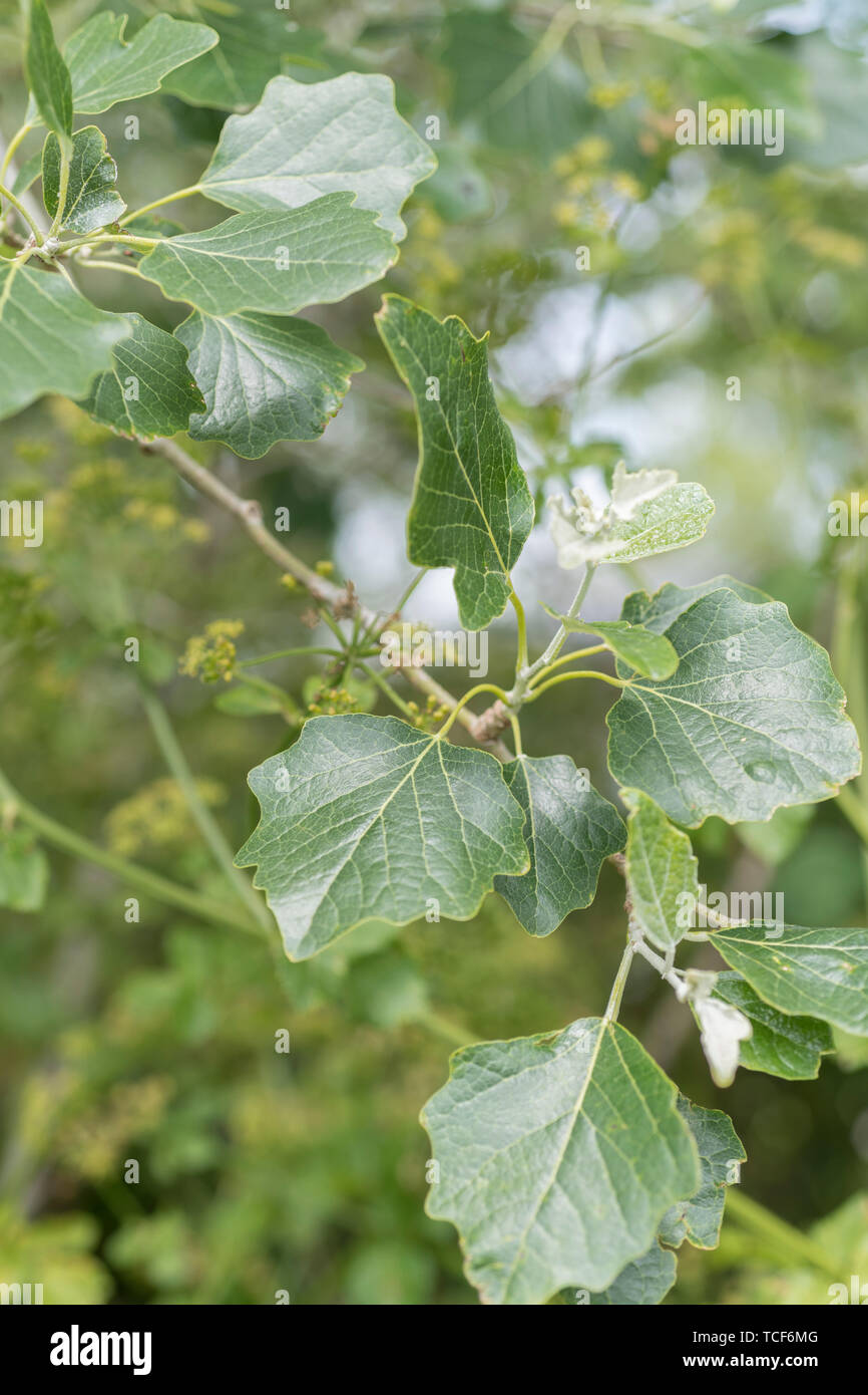 Early immature leaves of White Poplar / Populus alba having a somewhat downy grey coating on leaf undersides, & darker green leaf topsides. SEE NOTES! Stock Photo