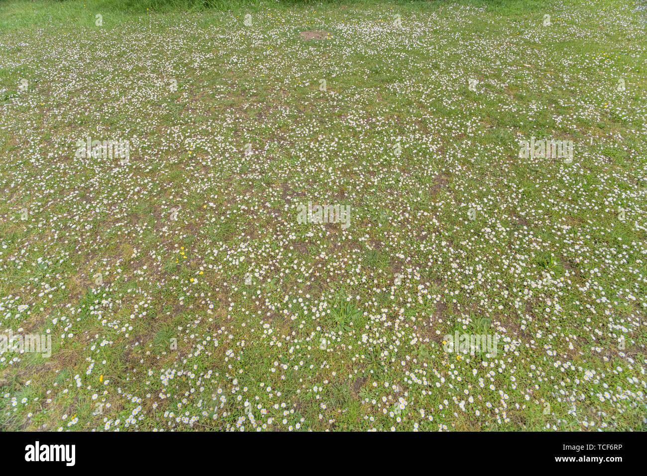 Mass of white English Daisies / Bellis perennis overtaking an area of lawn. Bellis perennis is a common UK garden weed. Once used as a medicinal tea. Stock Photo