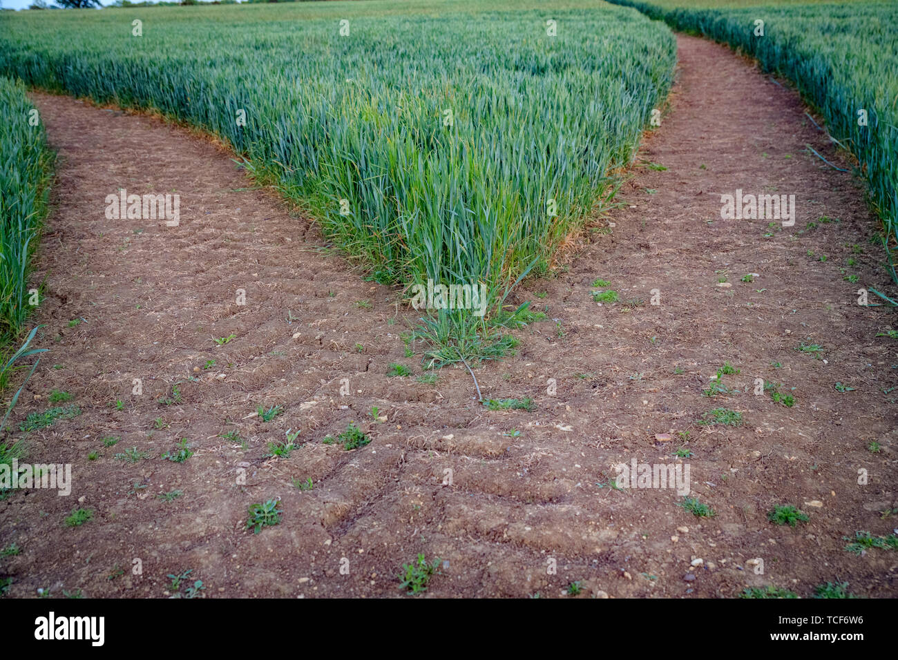 Green wheat background. Footpath / Hiking trail through UK agricultural land. Agricultural