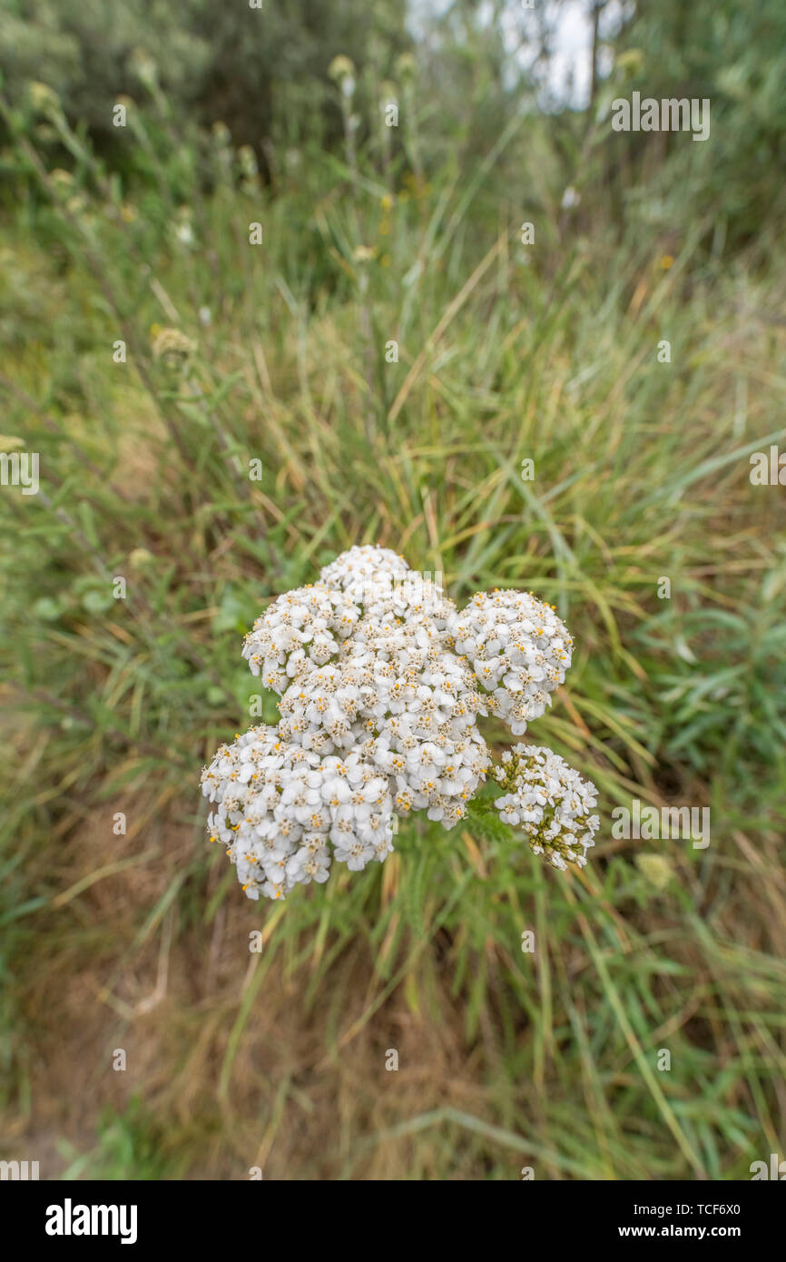 Yarrow / Achillea millefolium in flower (June). Also called Milfoil, the plant was used as a medicinal plant in herbal remedies. Stock Photo