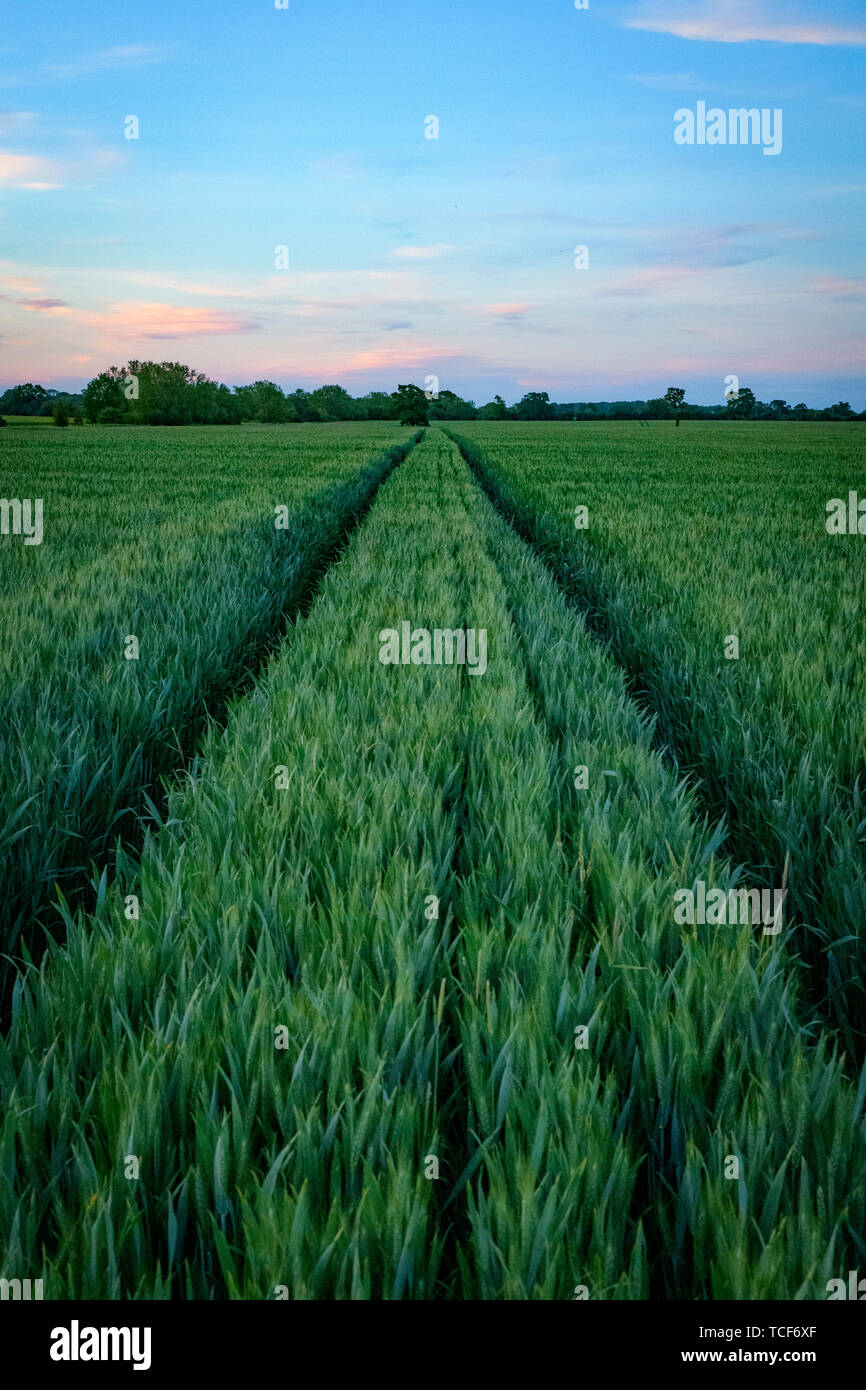Green wheat background. Footpath / Hiking trail through UK agricultural land. Agricultural