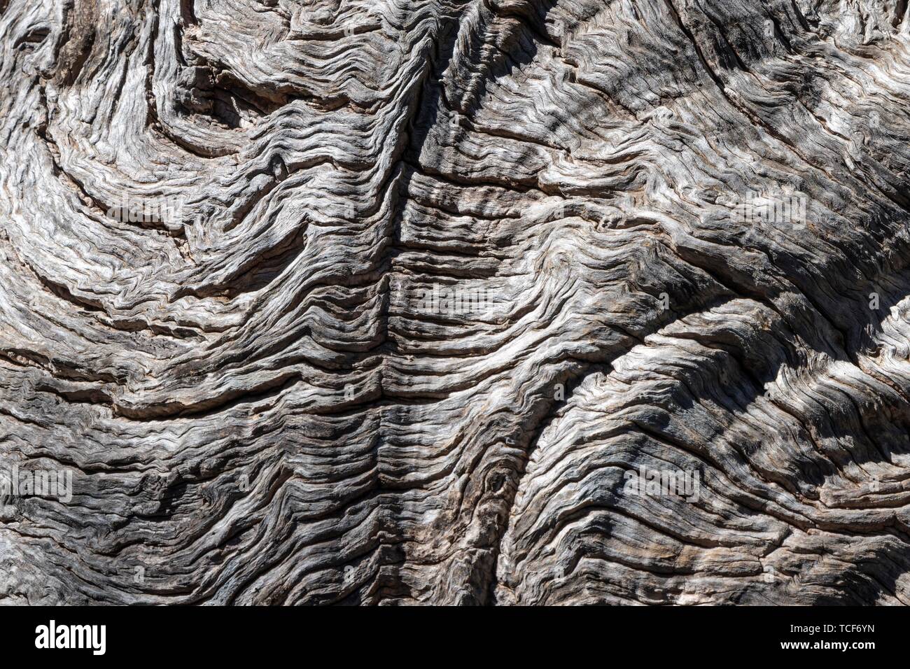 Wood structure, trunk of a Olive tree (Olea europaea), detail, at Deia, Sierra de Tramuntana, Majorca, Balearic Islands, Spain, Europe Stock Photo