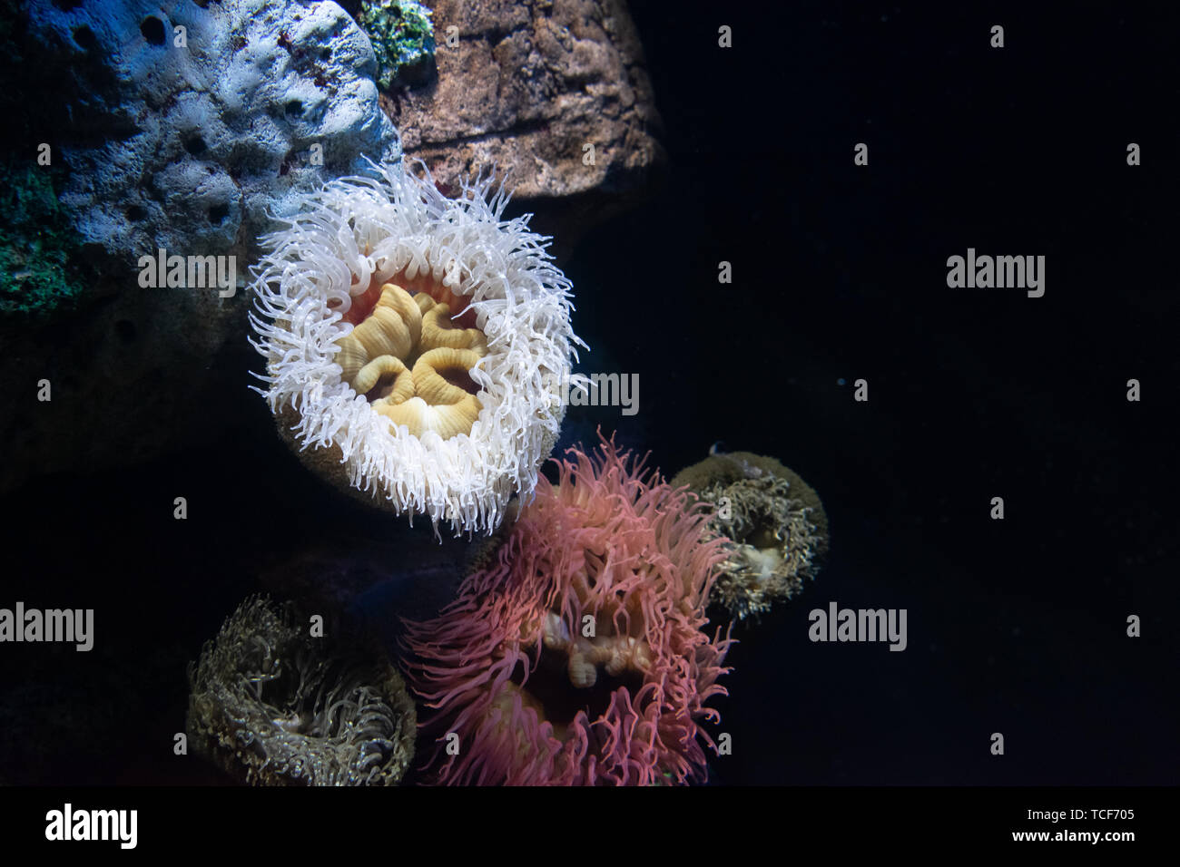 Various colorful corals with tentacles on black background. Stock Photo