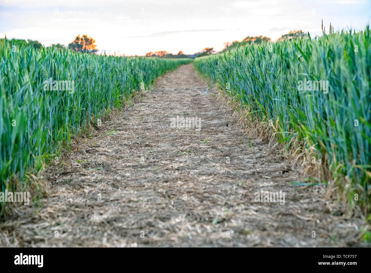 Green wheat background. Footpath / Hiking trail through UK agricultural land. Agricultural