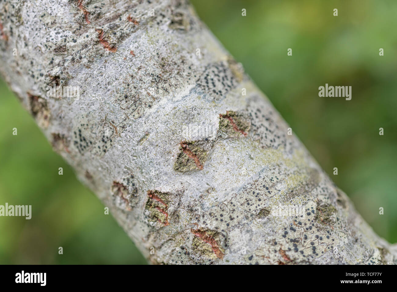 Populs alba hires stock photography and images Alamy