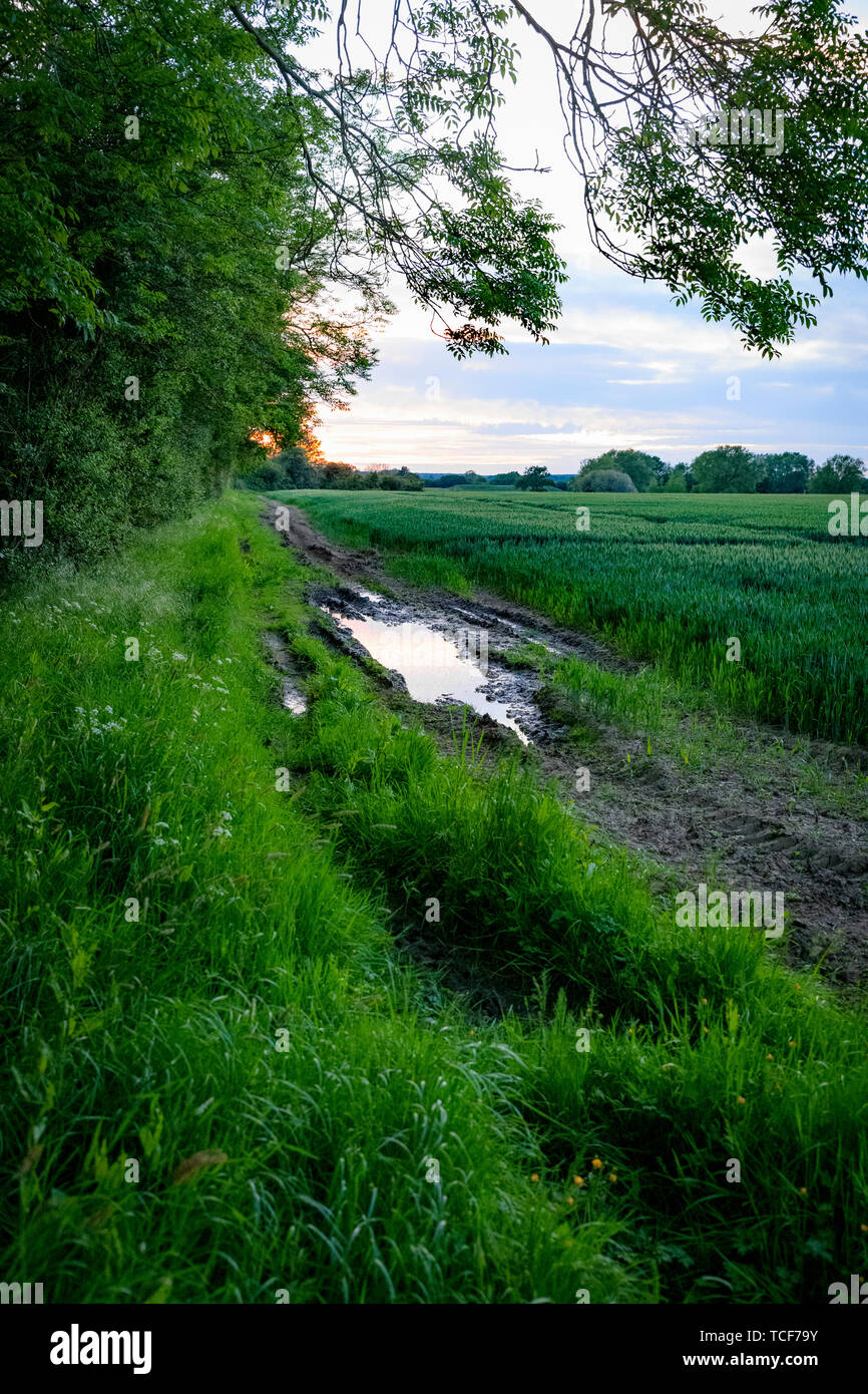Agricultural wheat field after rain storm. Oxford UK Stock Photo - Alamy