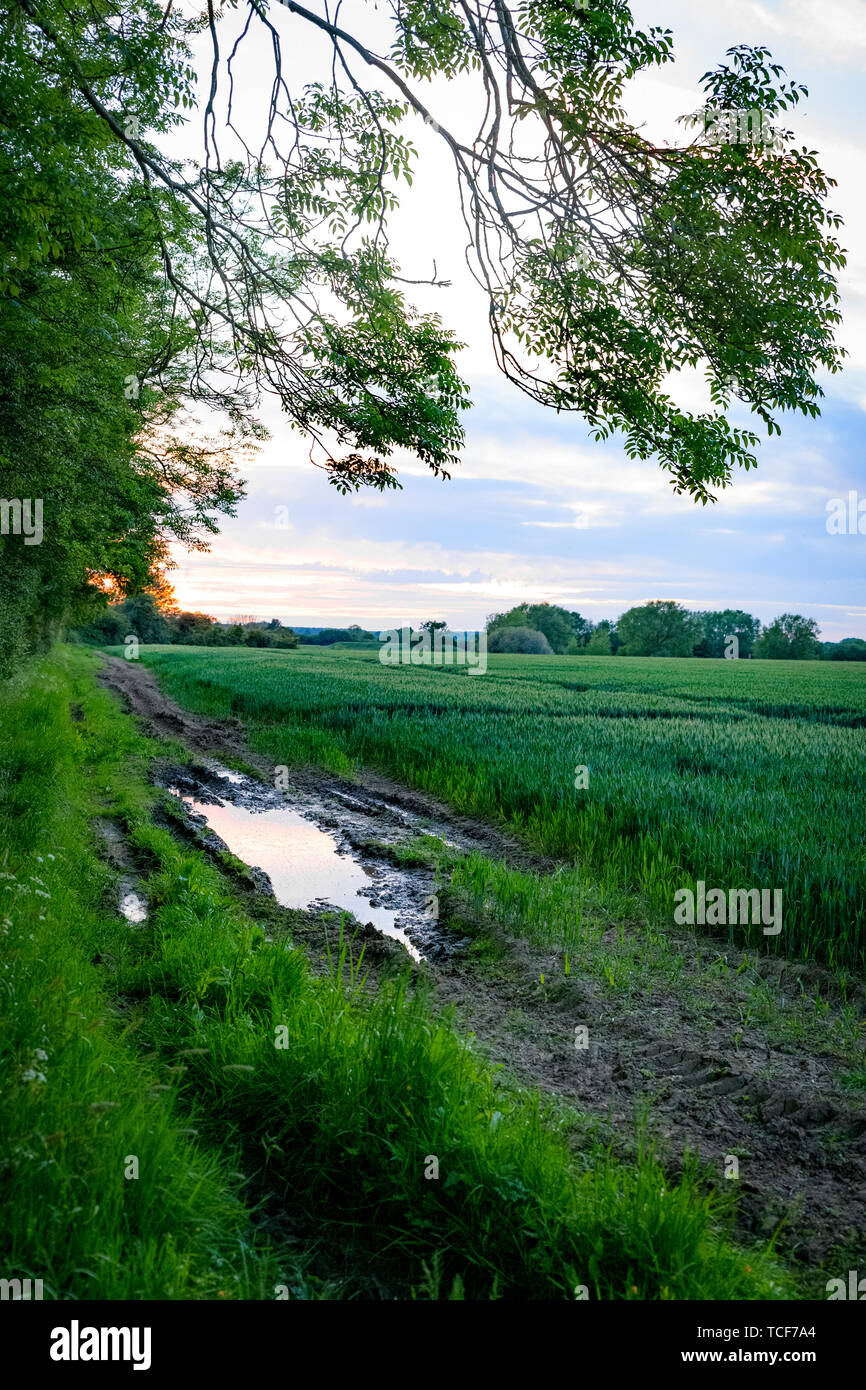 Agricultural wheat field after rain storm. Oxford UK Stock Photo - Alamy