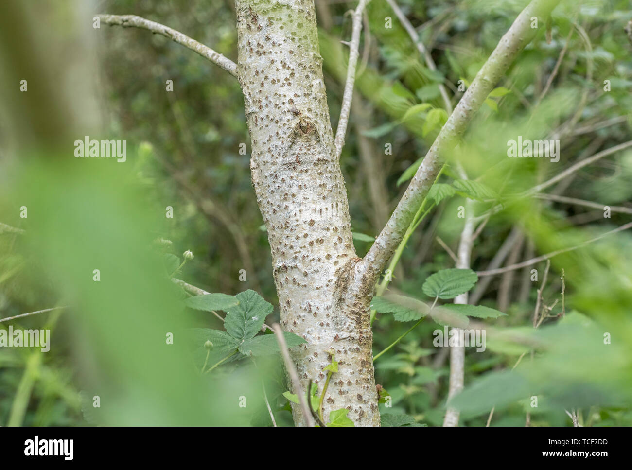 Diamond shaped bark pores of a young branch of White Poplar / Populus