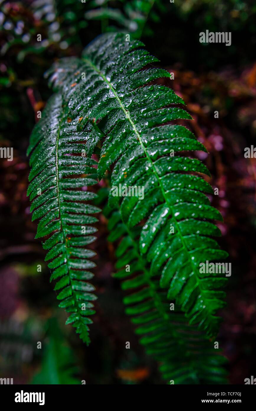 Wet leaves of a ferns (Tracheophyta), temperate rainforest, Mt. Baker-Snoqualmie National Forest, Washington, USA, North America Stock Photo