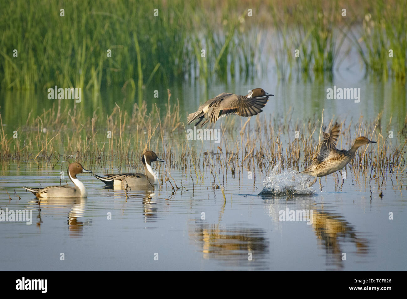 Side view of hovering drakes with spreading wings and floating birds on lake Stock Photo