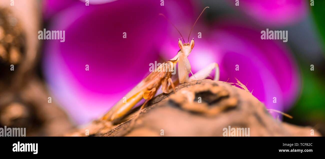 Mantis, nymph of the African flower mantis (Pseudocreobotra wahlbergii), captive, occurrence Africa Stock Photo