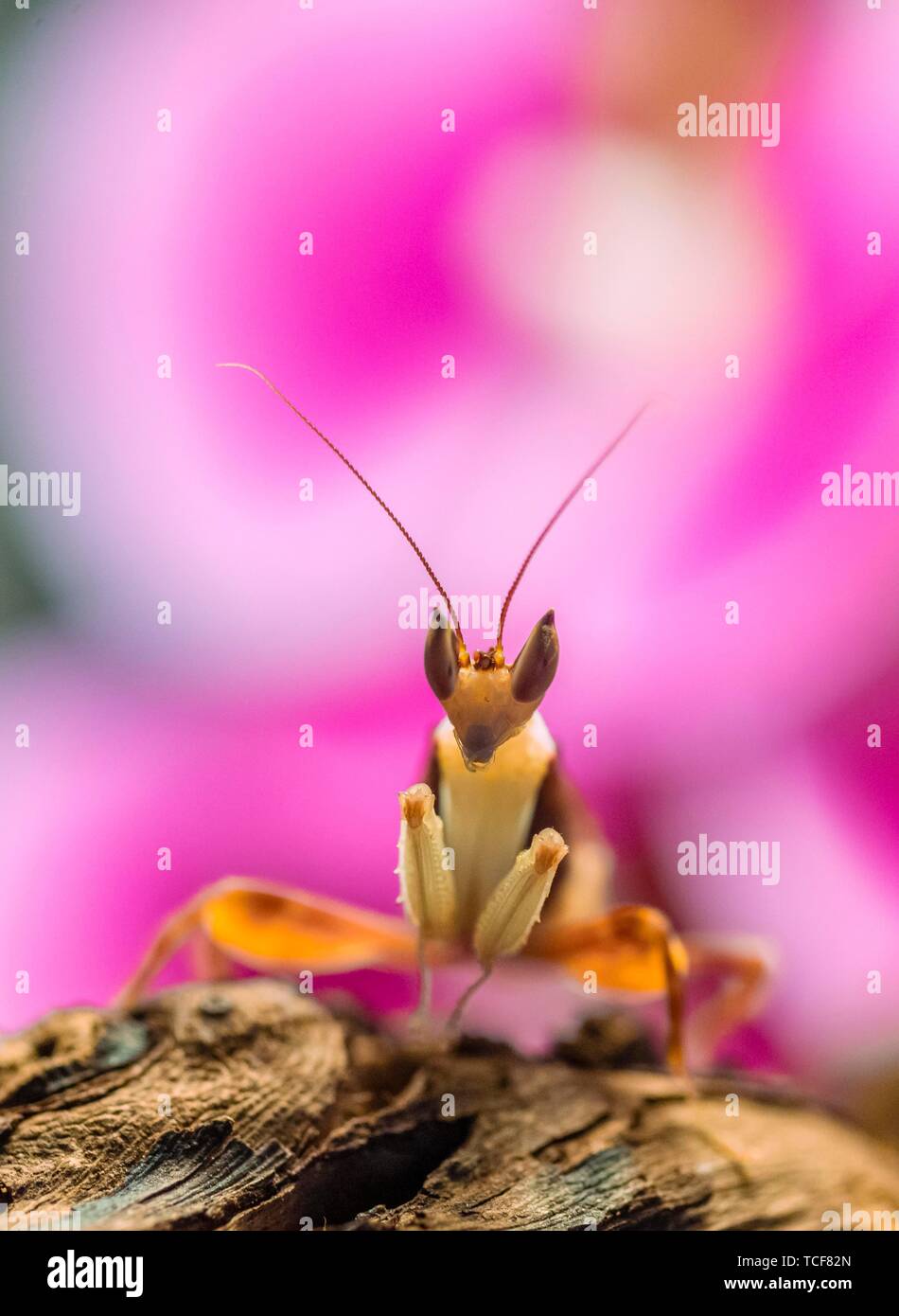 Mantis, male of the African flower mantis (Pseudocreobotra wahlbergii), captive, occurrence Africa Stock Photo