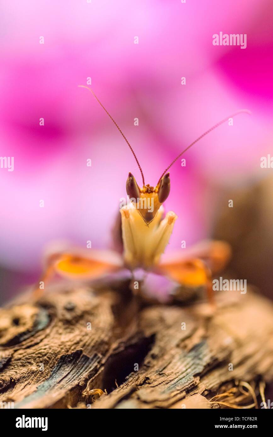 Mantis, male of the African flower mantis (Pseudocreobotra wahlbergii), captive, occurrence Africa Stock Photo