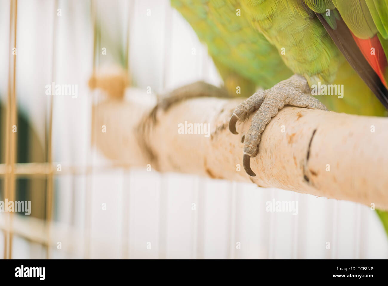 selective focus of green parrot feet on wooden perch in bird cage Stock Photo