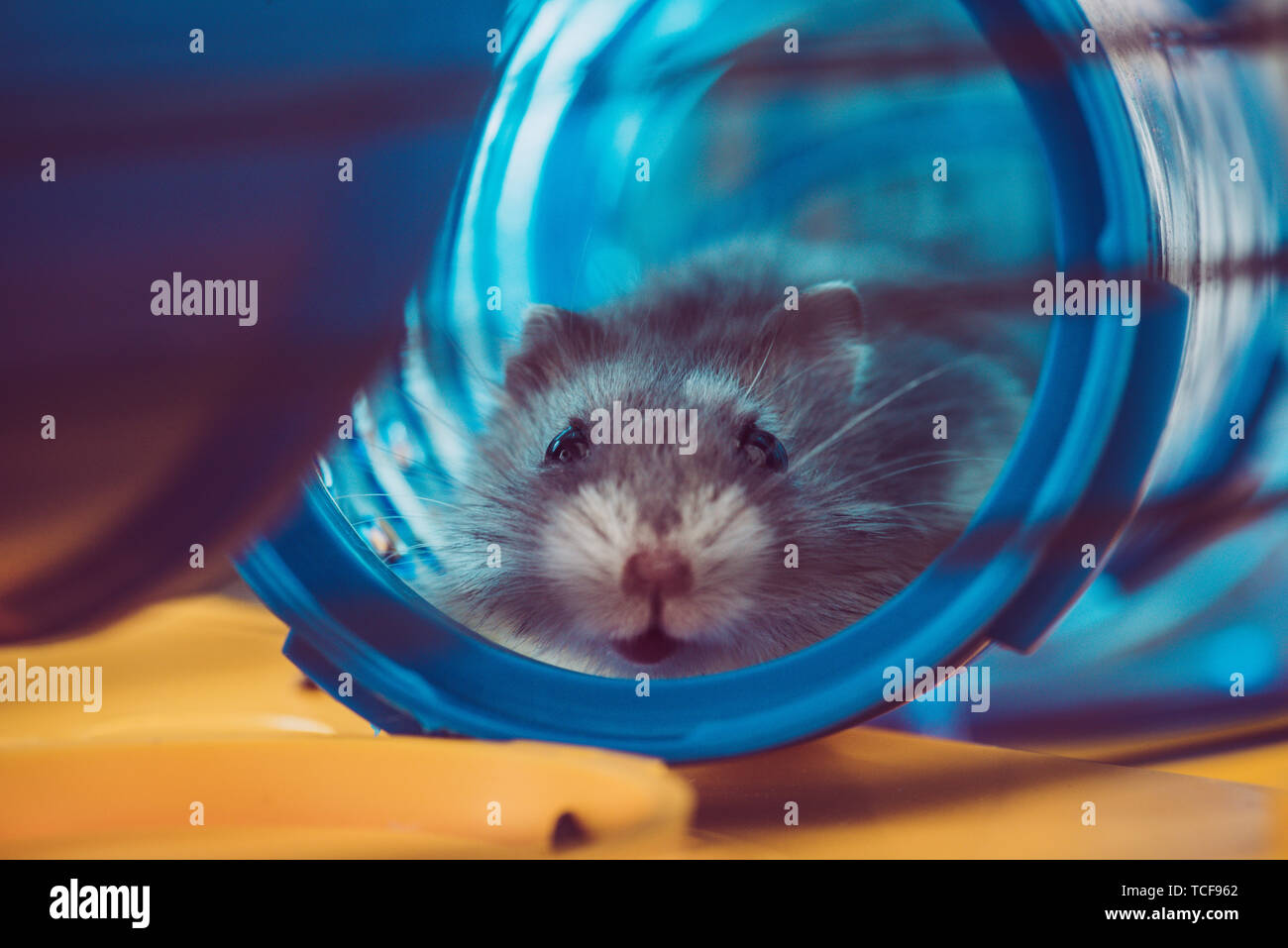 Picture of Hiding hamster hi-res stock photography and images - Alamy