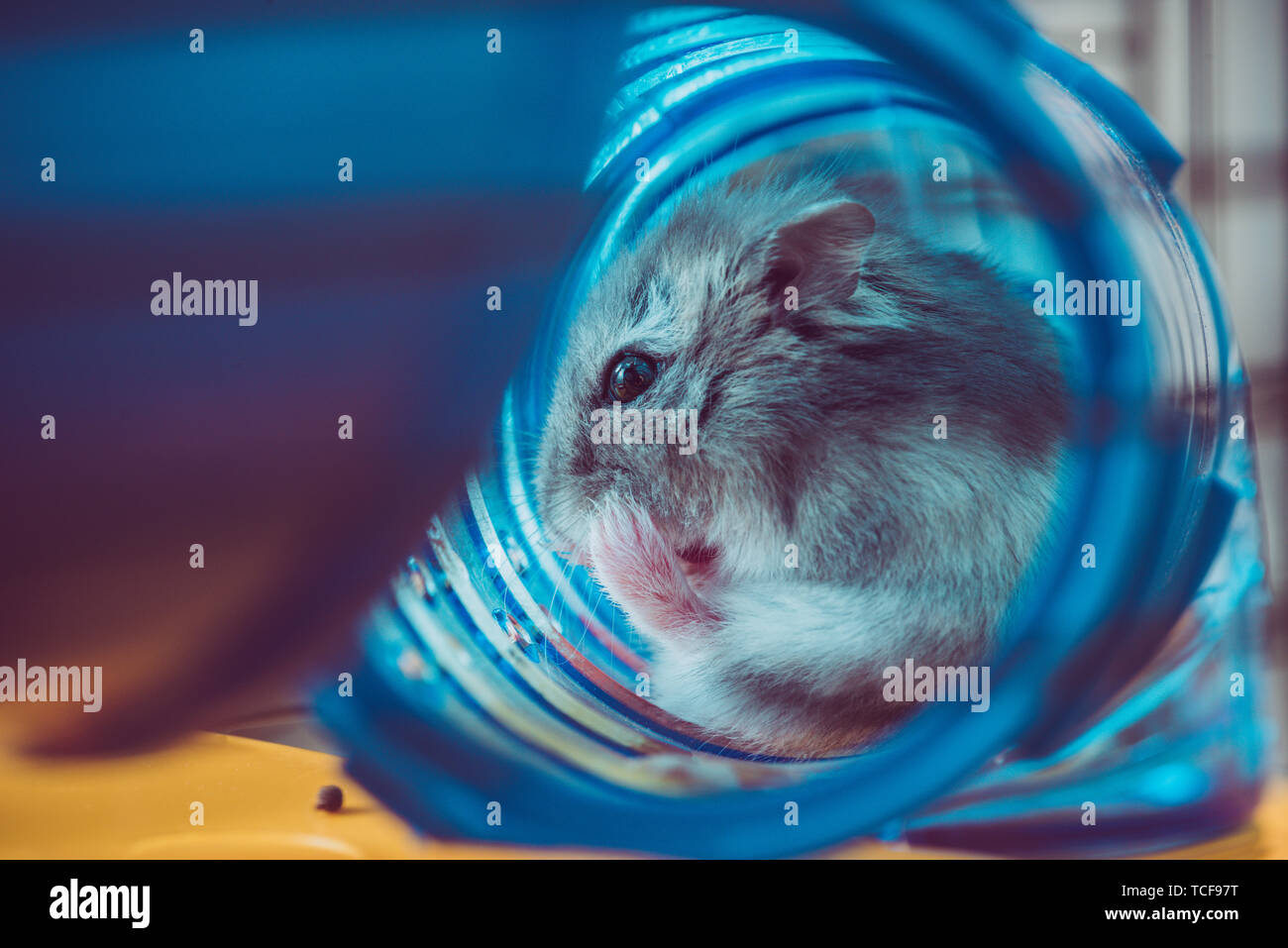 selective focus of cute hamster sitting in blue plastic tunnel Stock Photo