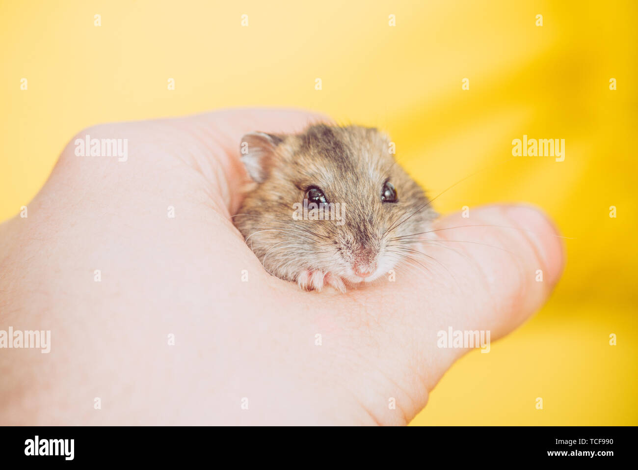 Man holding a tiny, beautiful hamster Stock Photo by ©fantom_rd 100965504