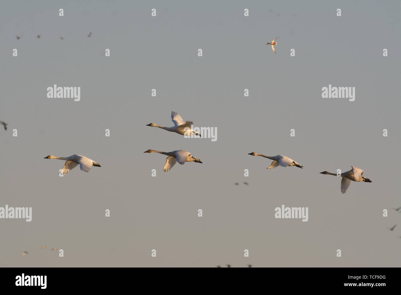 View of small flock of wild geese flying in sky Stock Photo