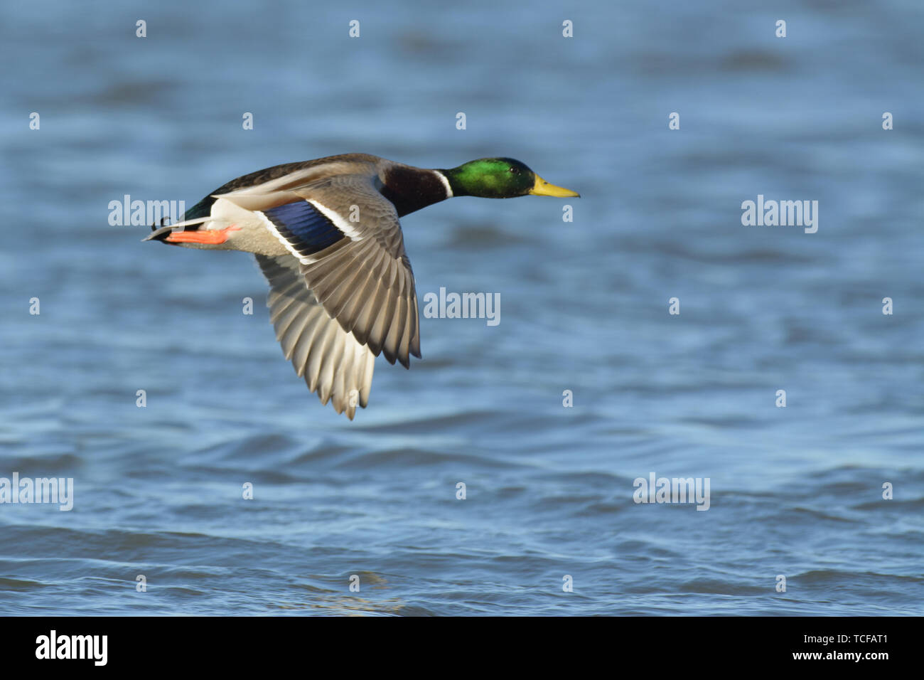 Side view of duck with green head flying above blue rippling lake Stock Photo