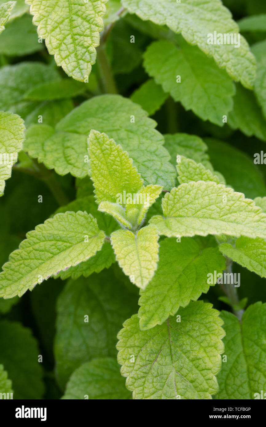 Melissa officinalis 'Lime Balm' leaves. Stock Photo