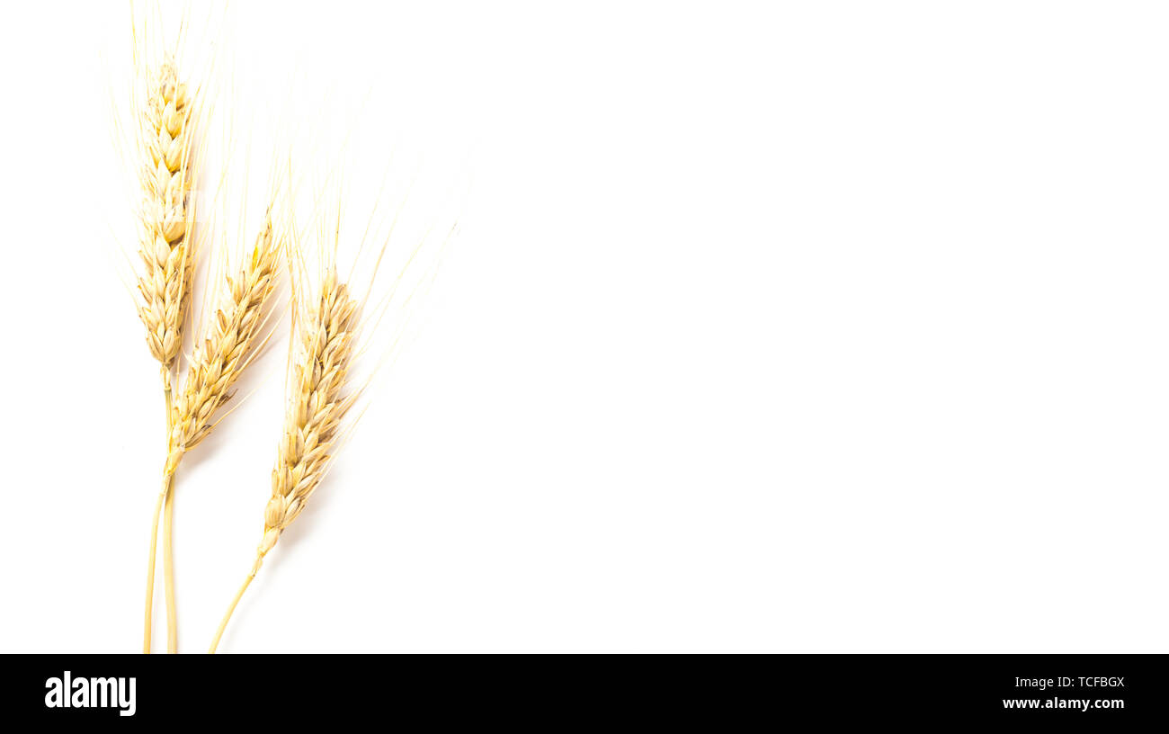 wheat ears isolated on white background Stock Photo - Alamy