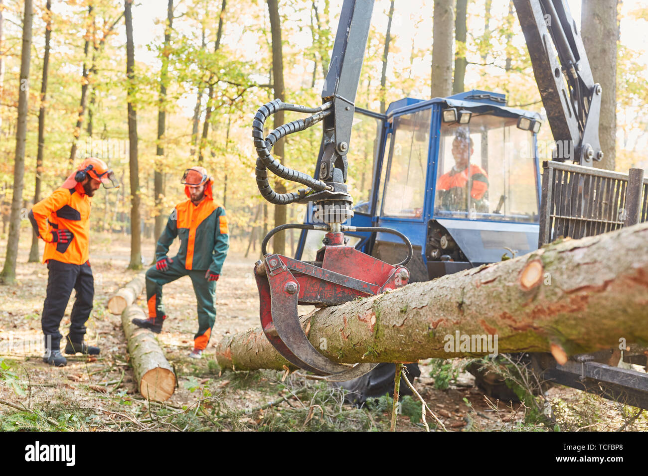 Forwarder with forest crane transports tree trunk during harvesting in ...