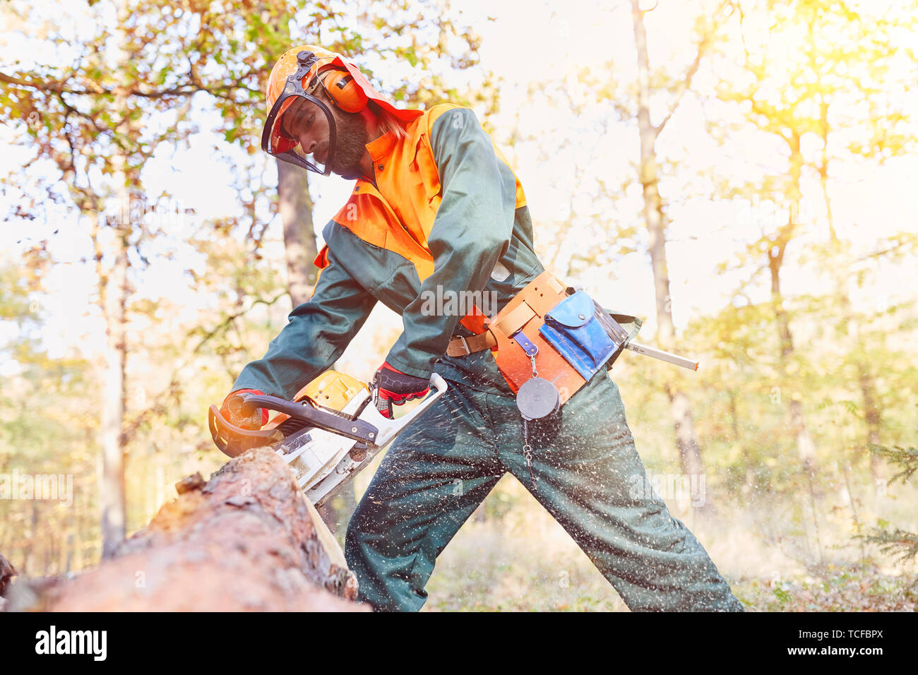 Occupational safety at lumberjack with chainsaw at the tree fell in the forest Stock Photo