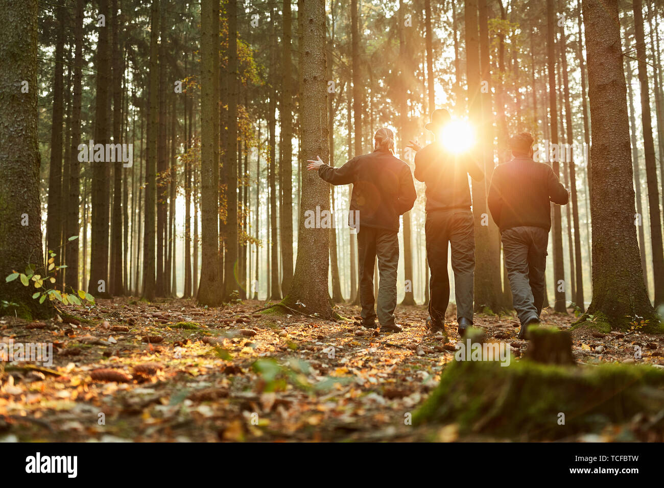 Three foresters in the woods during a walk or inspection in the evening sun Stock Photo