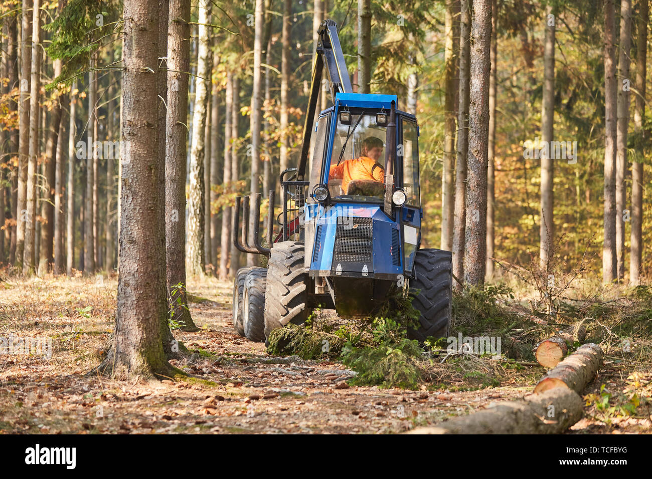 Forwarders with a forest crane at the tree fell in the forest during