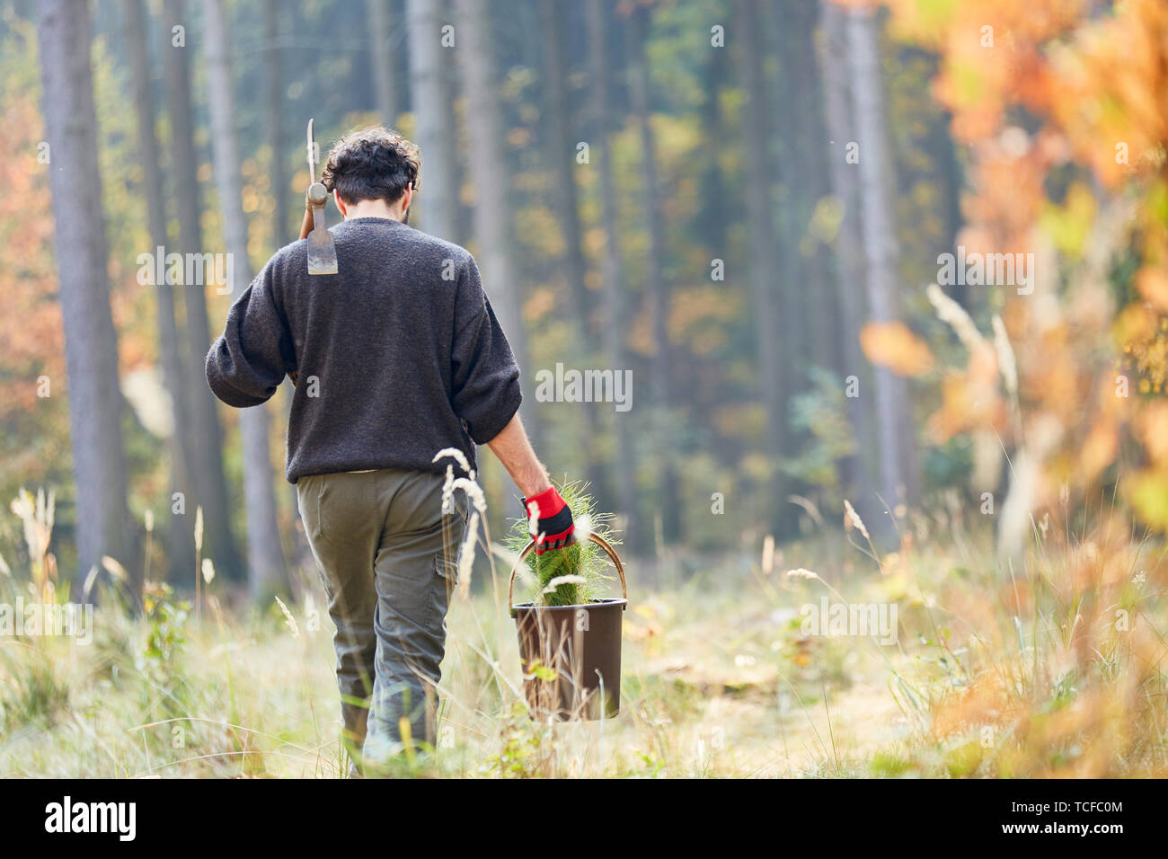 Forest worker or forest ranger Trainee in the forest with pine seedling ...