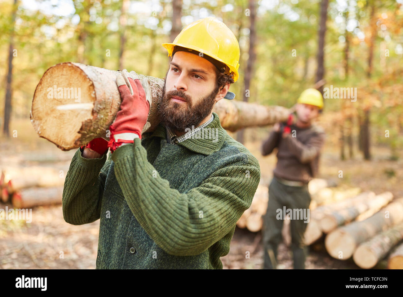Two lumberjacks or forest workers transport logs during harvesting