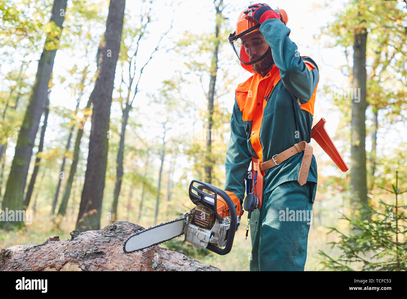 Lumberjack in protective gear with the chainsaw at the tree fell in the forest Stock Photo