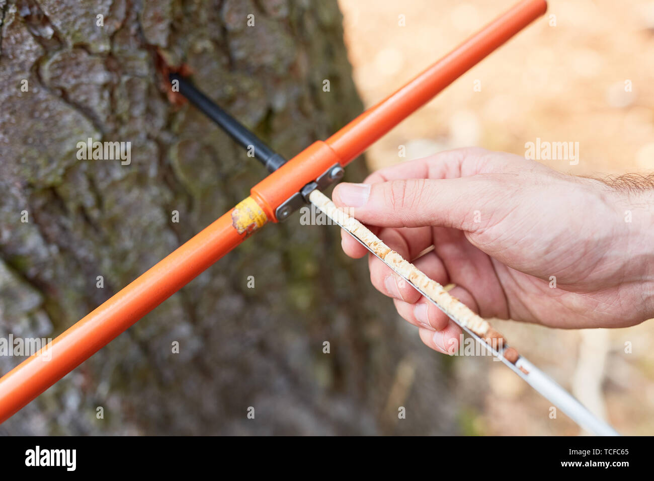 Hand checks the wood moisture with the growth drill and measures the wood growth Stock Photo