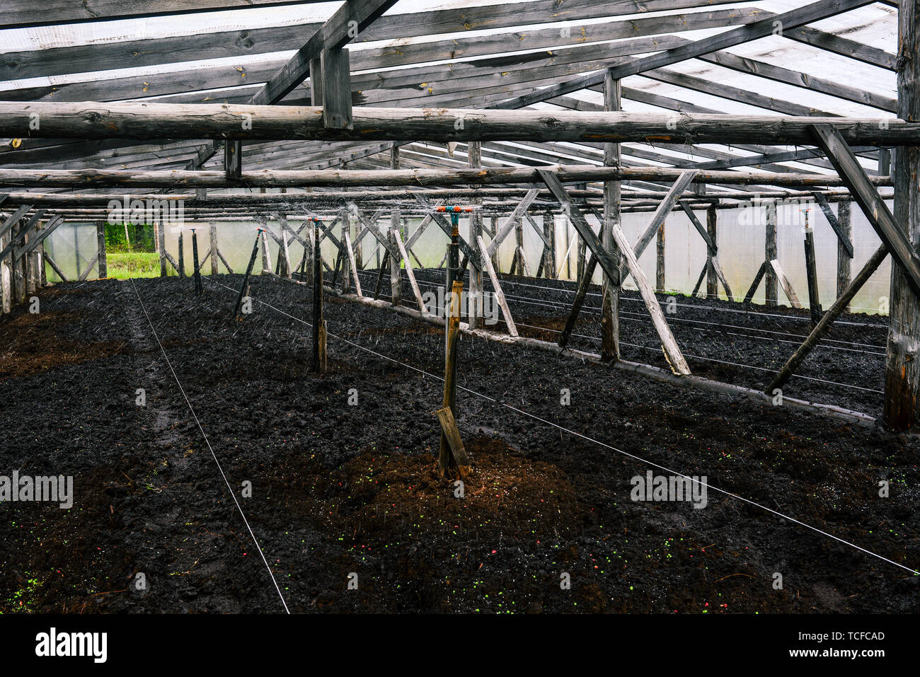 Water tap watering the plants in a greenhouse. Automatic sprinkler with