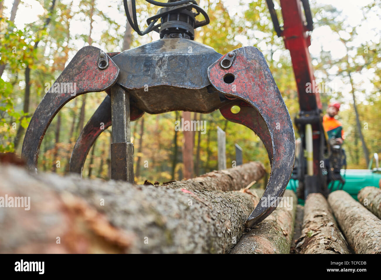 Forwarder with forestry crane during logging after harvesting in the