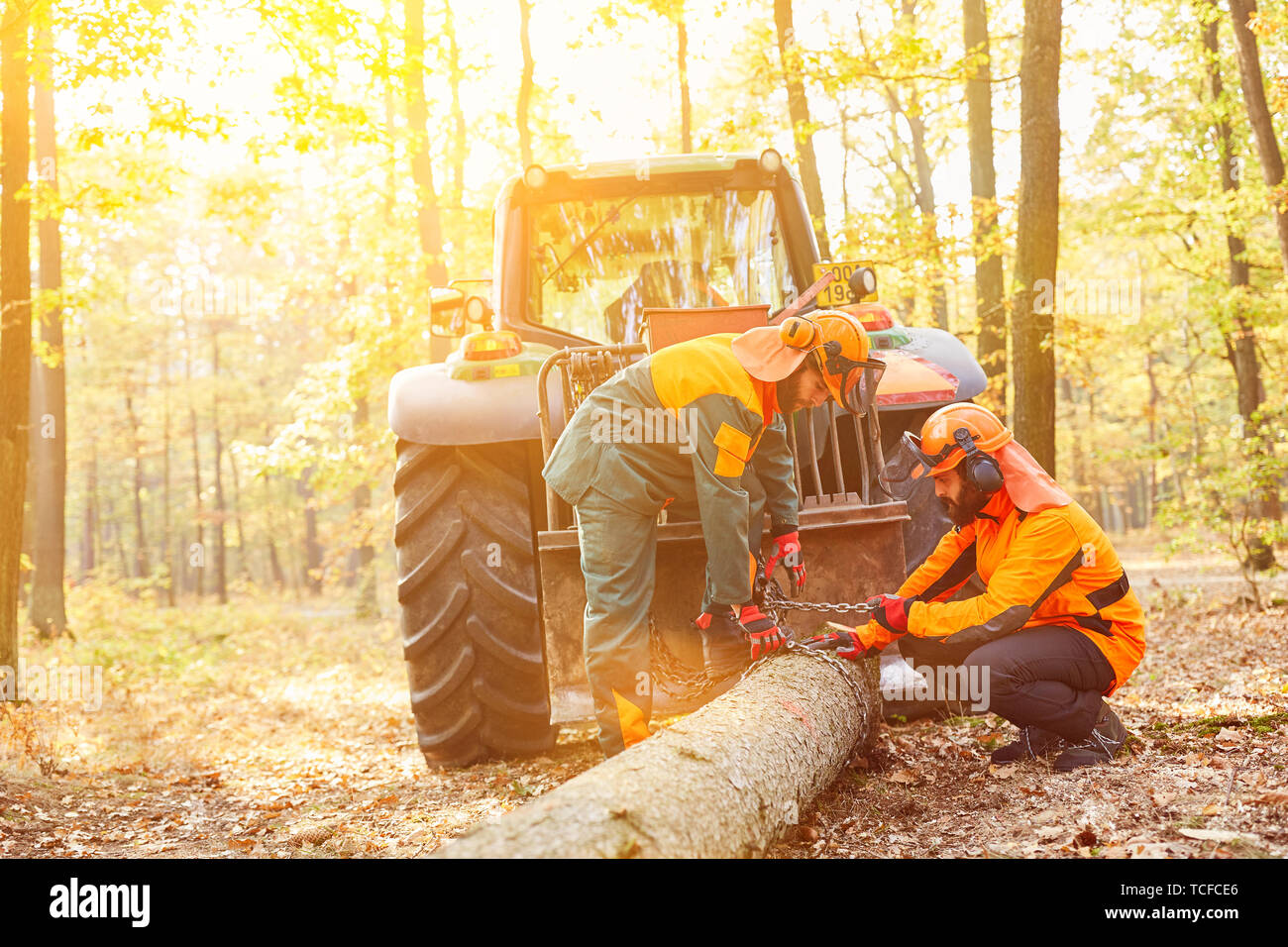 Two forest workers at the Holzrücken in the wood harvest in the forest ...