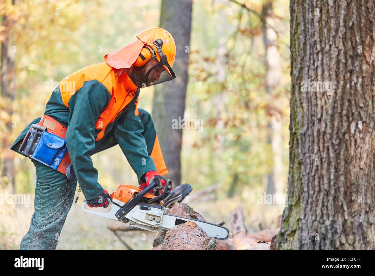 Forest worker as a lumberjack in protective clothing saws tree trunk with the chainsaw Stock Photo