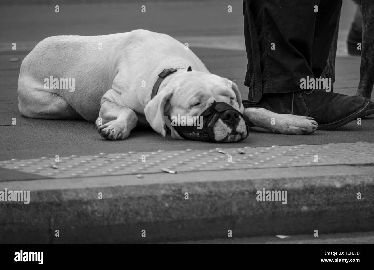 Sad dog in rome, tired and hot black and white Stock Photo