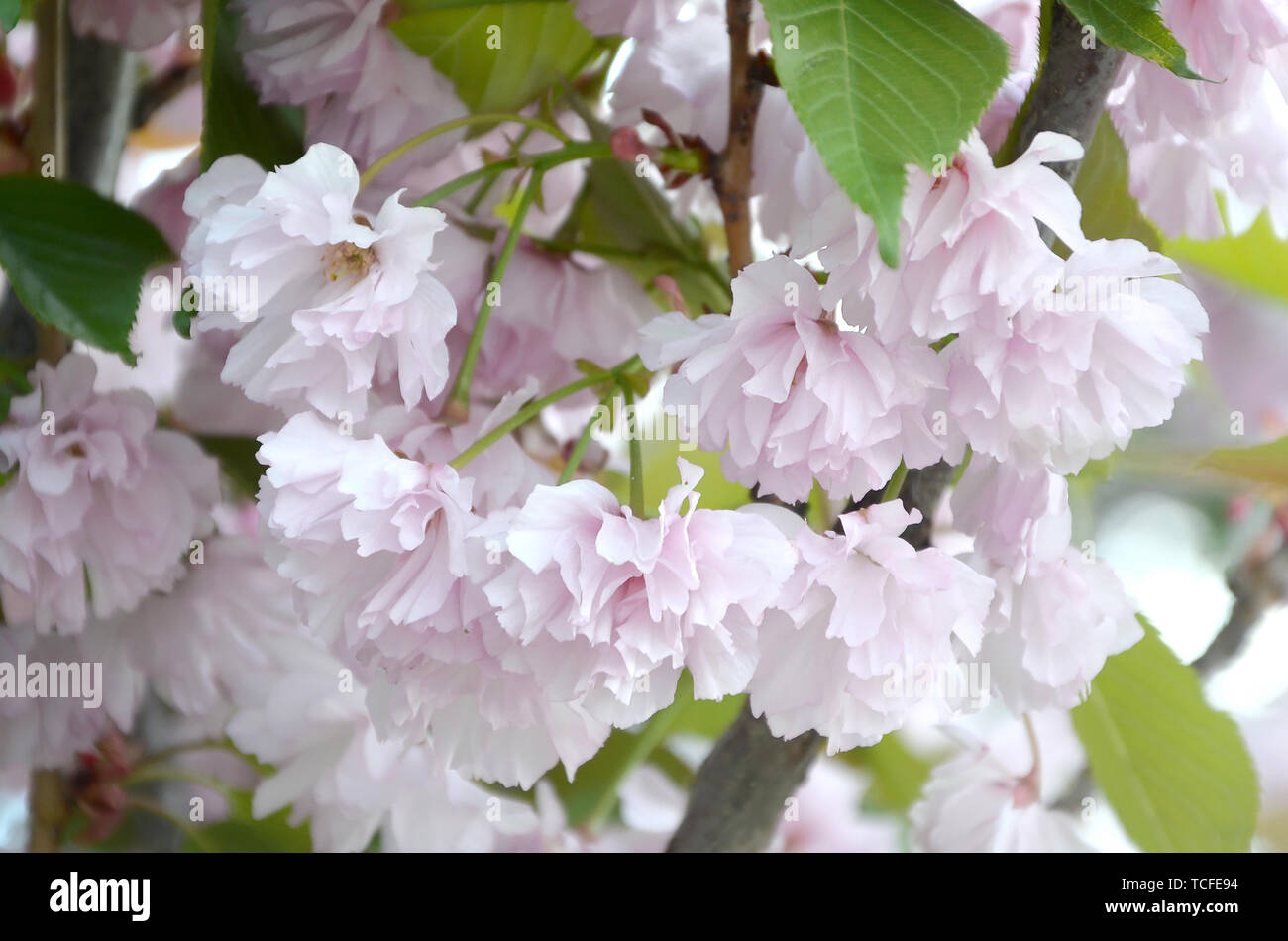 Cherry Sakura in Japan in blossoming season. Pastel pink petals of ...