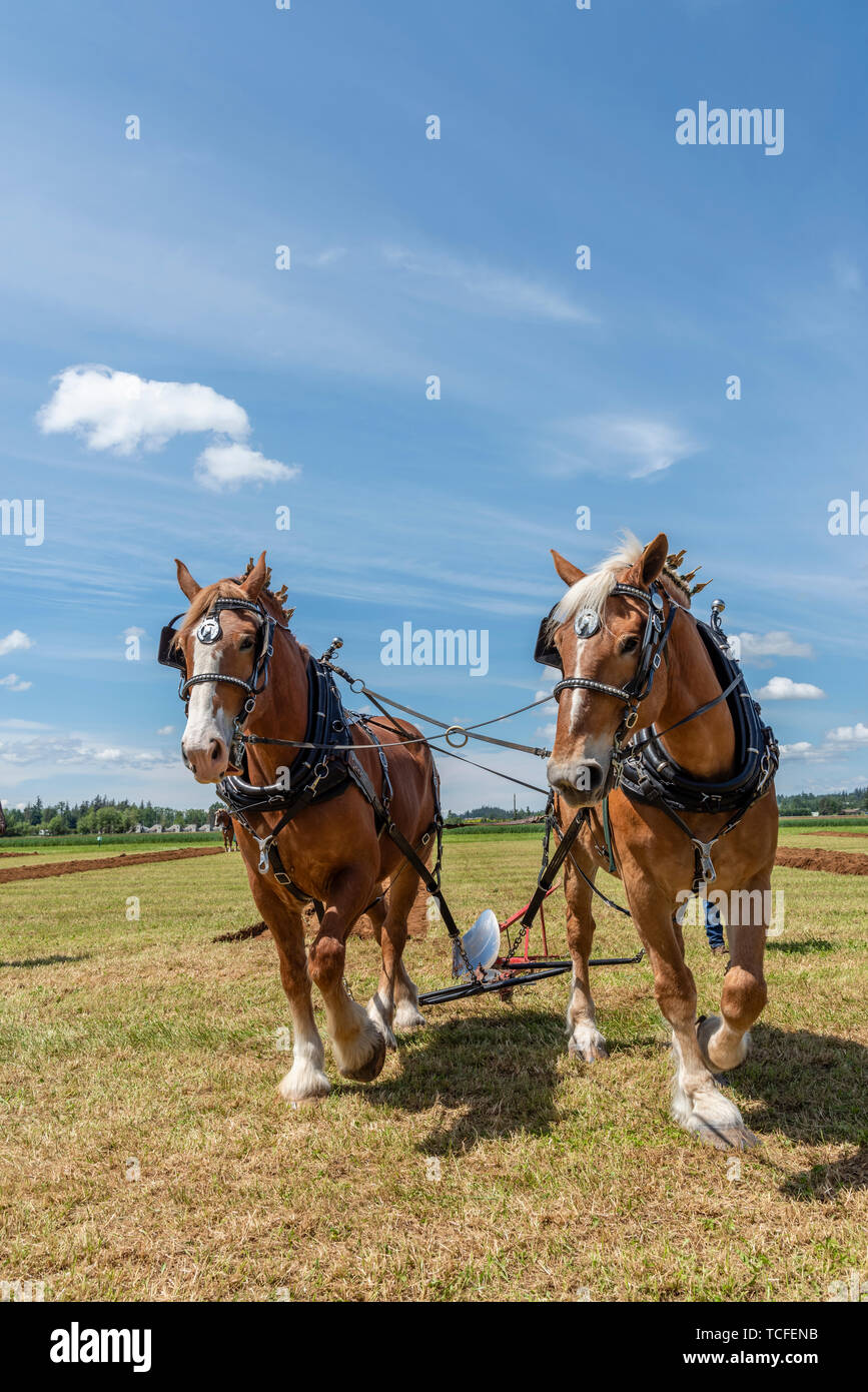 Team of horses at the international plowing match.  2019 International Plowing Match.  Berthusen Park, Lynden, Washington Stock Photo