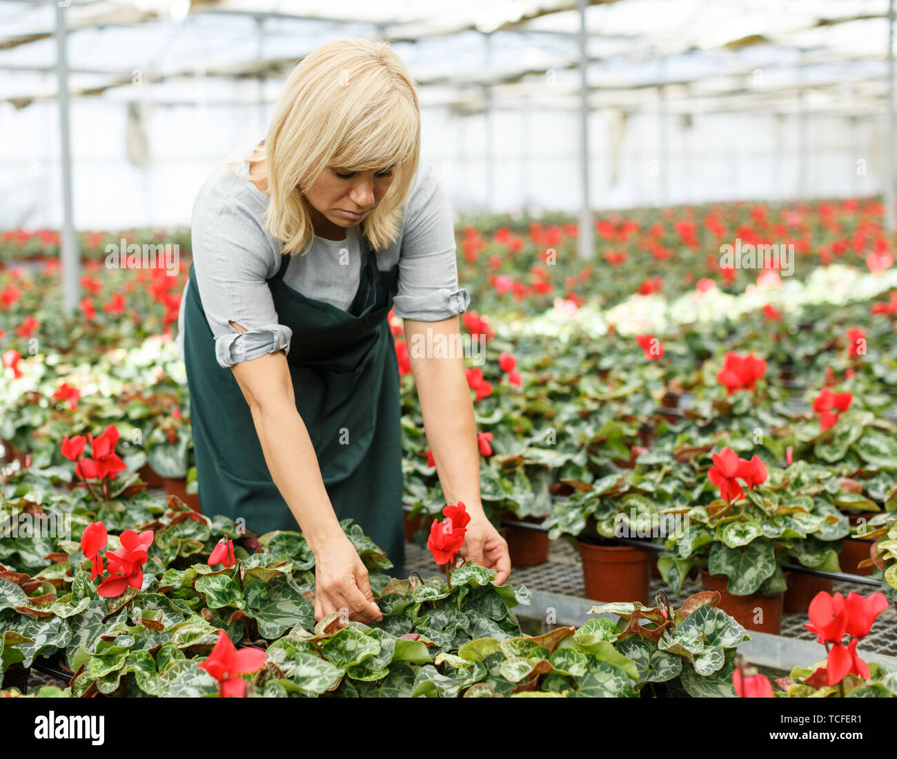 Portrait of mature female gardener taking care flowers of red cyclamen ...