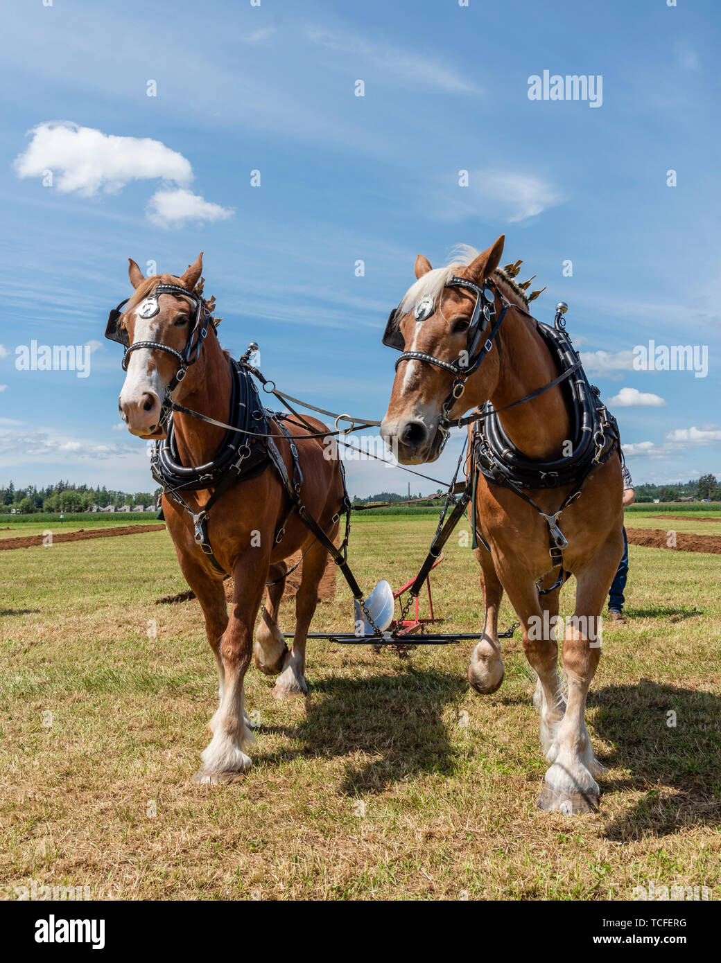 Team of horses at the international plowing match. 2019 International