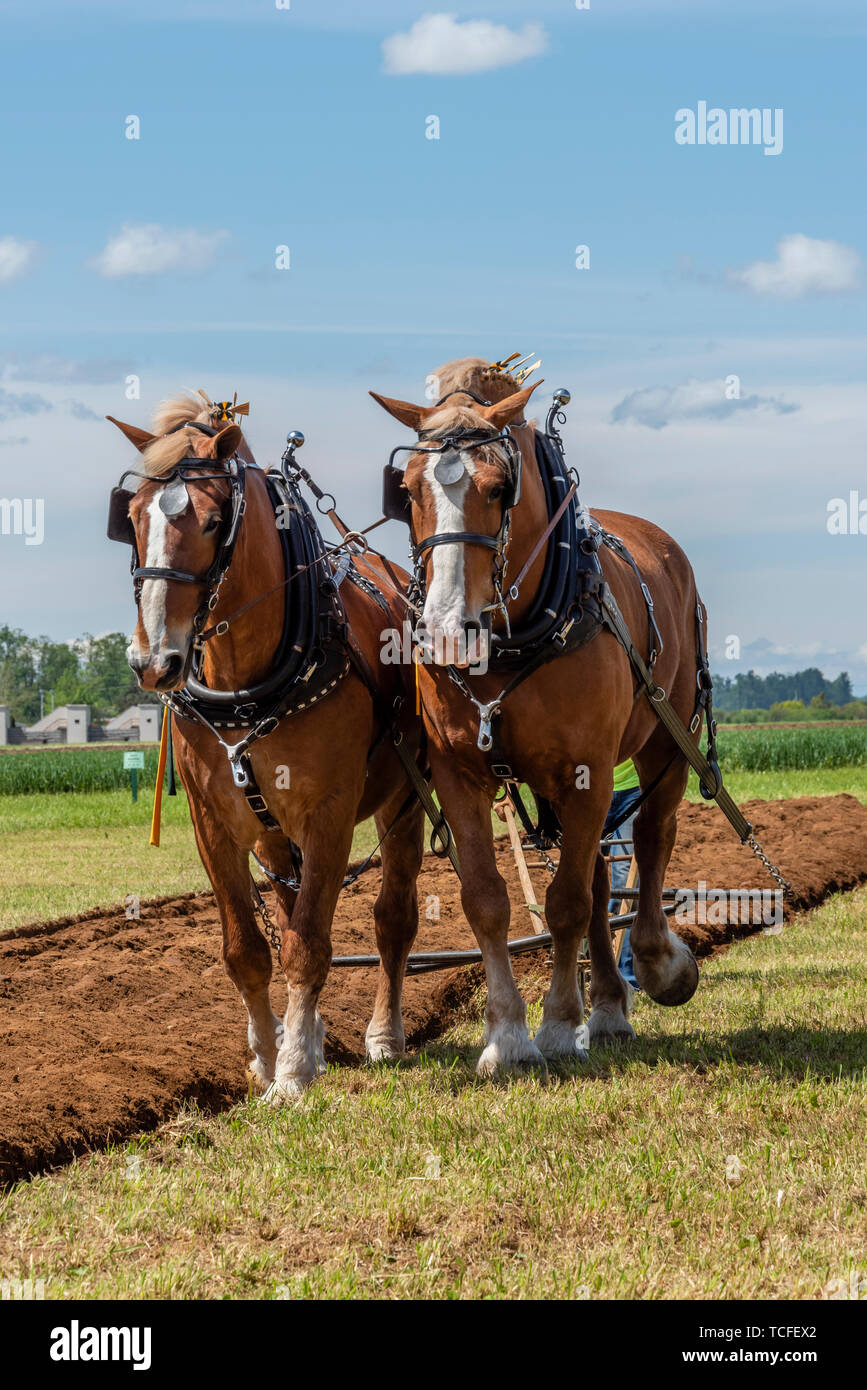 Plow horses nearing the end of a furrow.  2019 International Plowing Match.  Berthusen Park, Lynden, Washington Stock Photo
