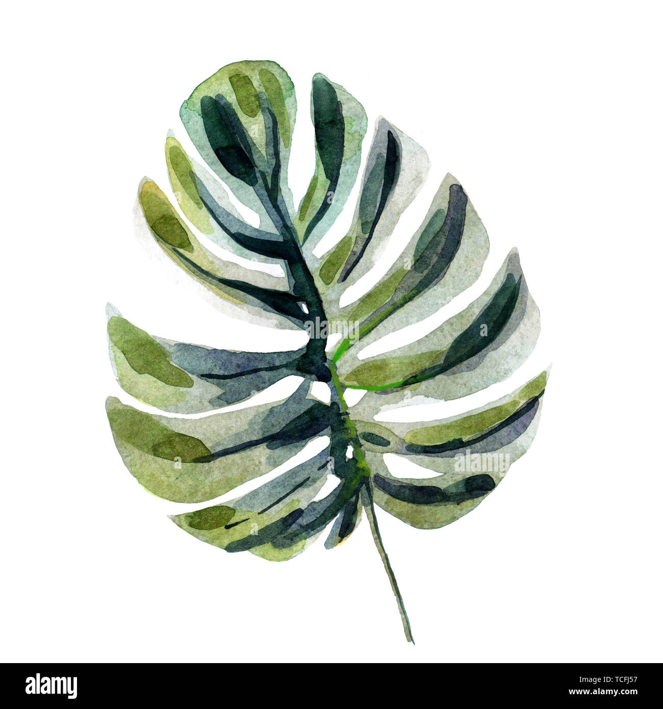 Watercolor green tropical leaf isolated on a white background Stock Photo