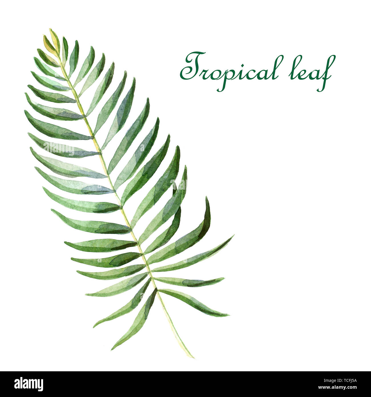 Watercolor green tropical leaf isolated on a white background Stock ...