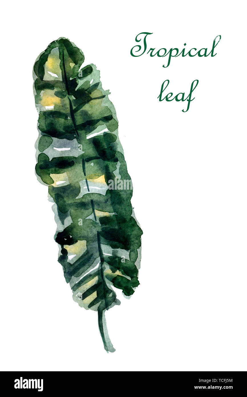 Watercolor green tropical leaf isolated on a white background Stock ...
