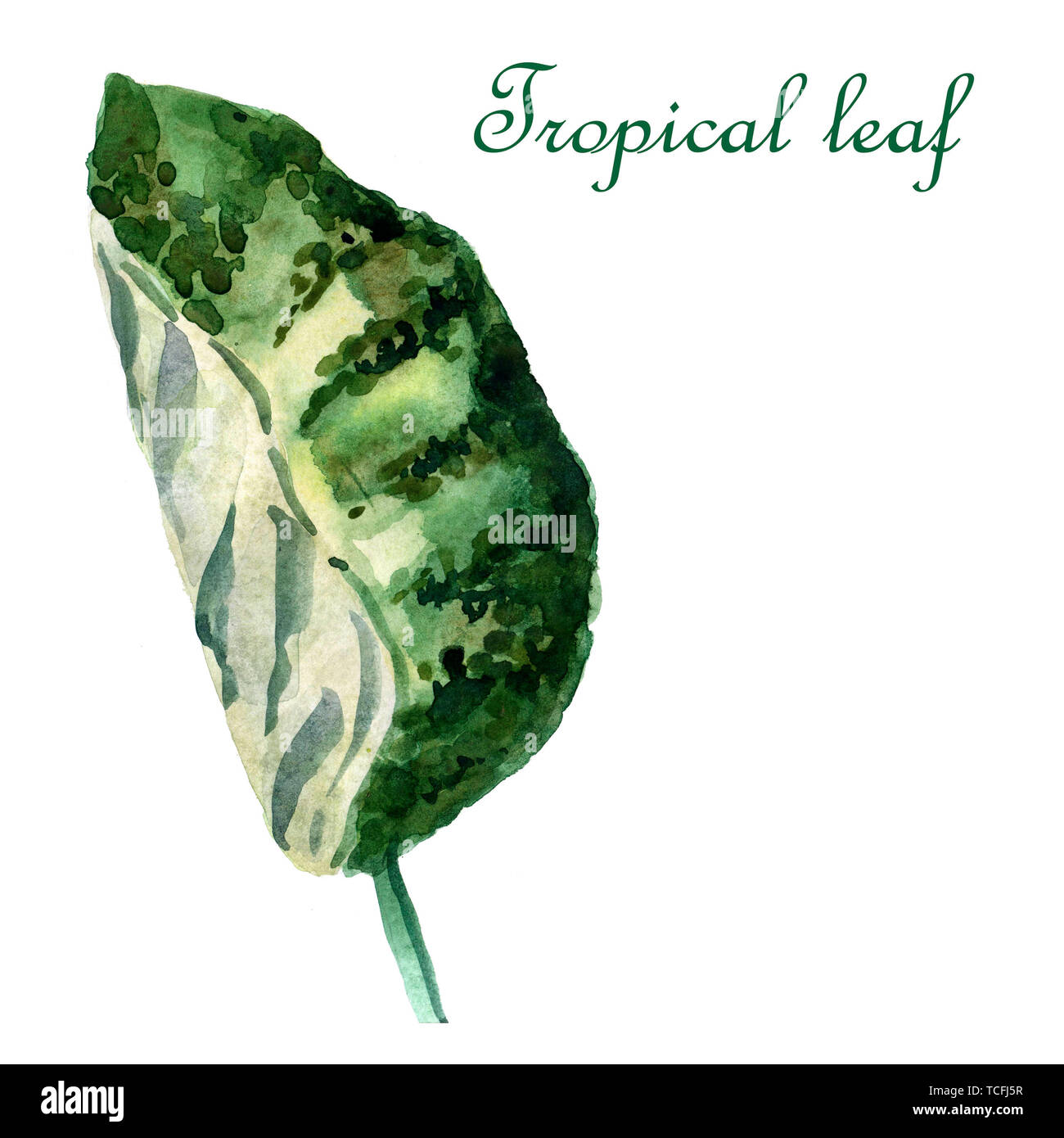 Watercolor green tropical leaf isolated on a white background Stock Photo