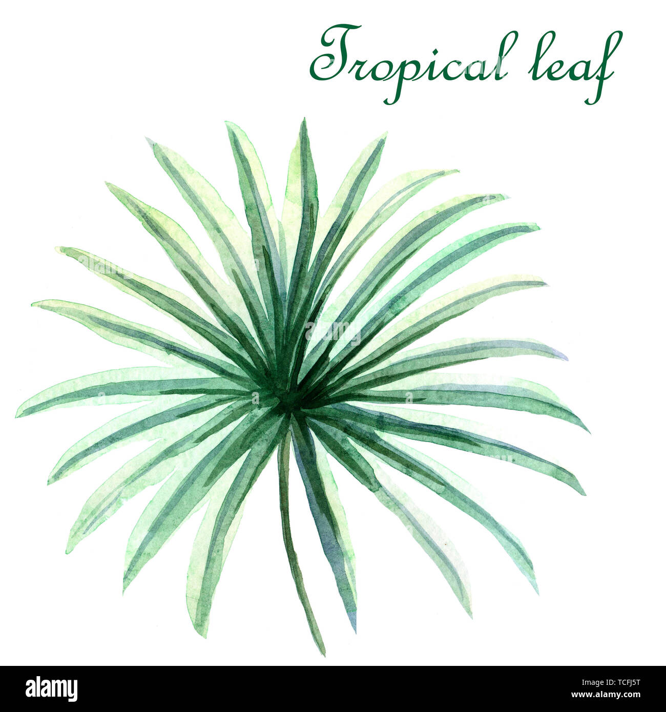 Watercolor green tropical leaf isolated on a white background Stock ...