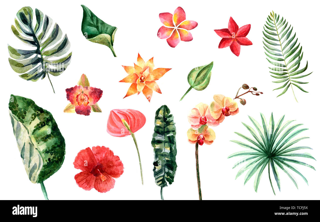 Watercolor set of tropical flowers and green leaves isolated on a white ...